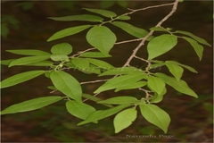 Diospyros cordifolia